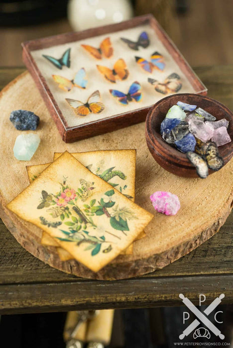 The Butterfly Collector - Butterfly Specimen Shadow Box and Rock Collection