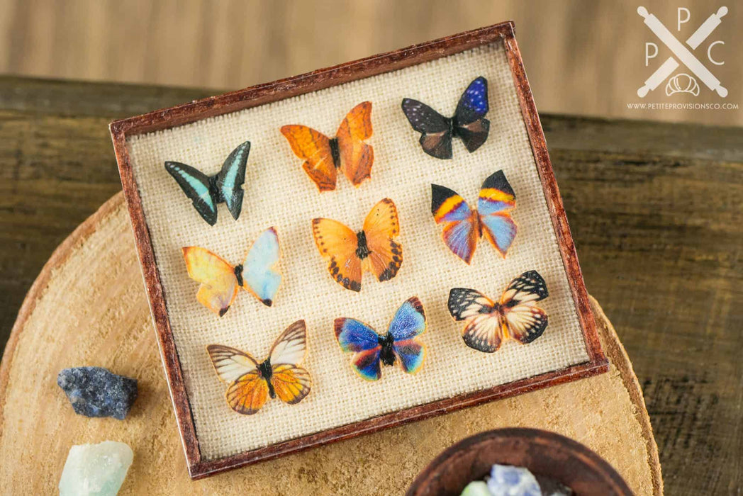 The Butterfly Collector - Butterfly Specimen Shadow Box and Rock Collection