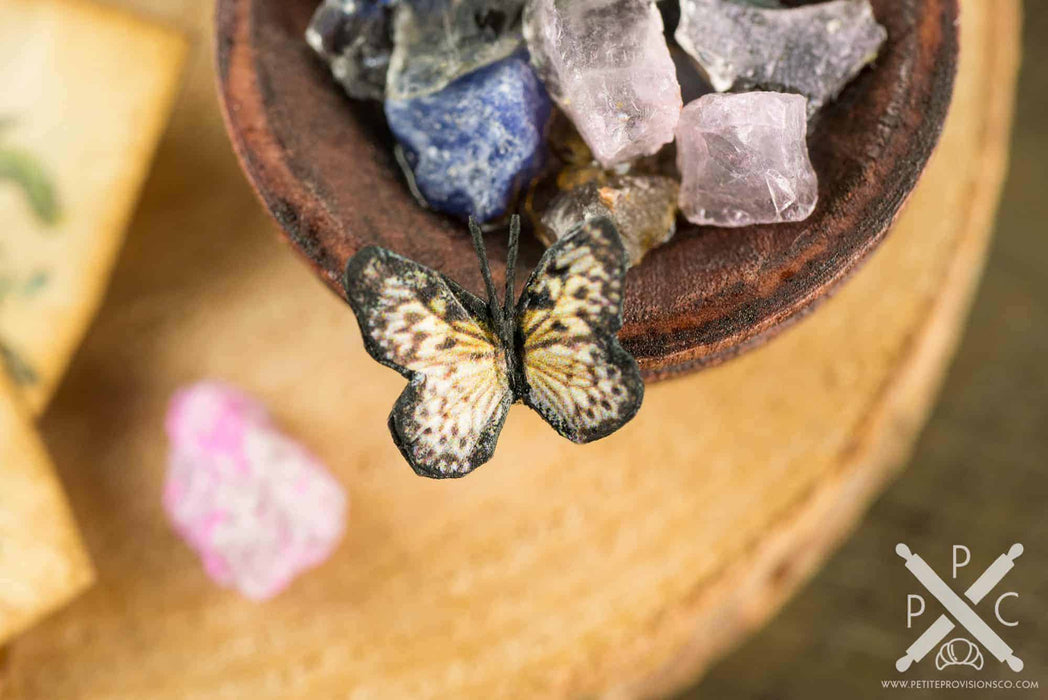 The Butterfly Collector - Butterfly Specimen Shadow Box and Rock Collection