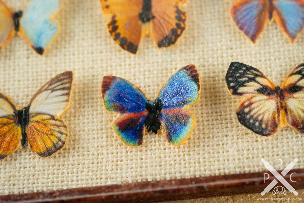 The Butterfly Collector - Butterfly Specimen Shadow Box and Rock Collection